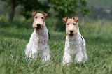 FOX TERRIER 634